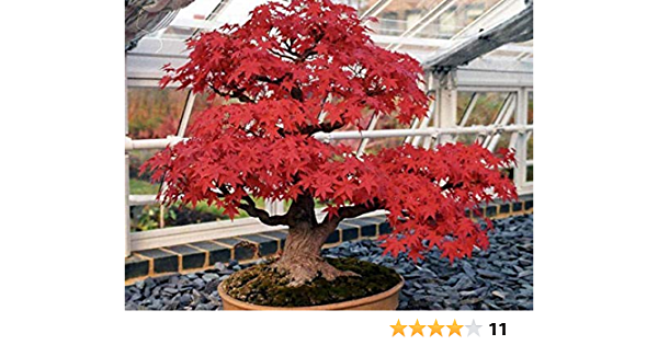Detail Bonsai Maple Jepang Nomer 55