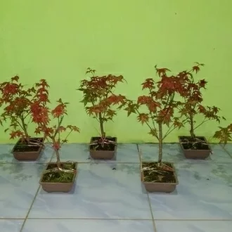 Detail Bonsai Maple Jepang Nomer 56