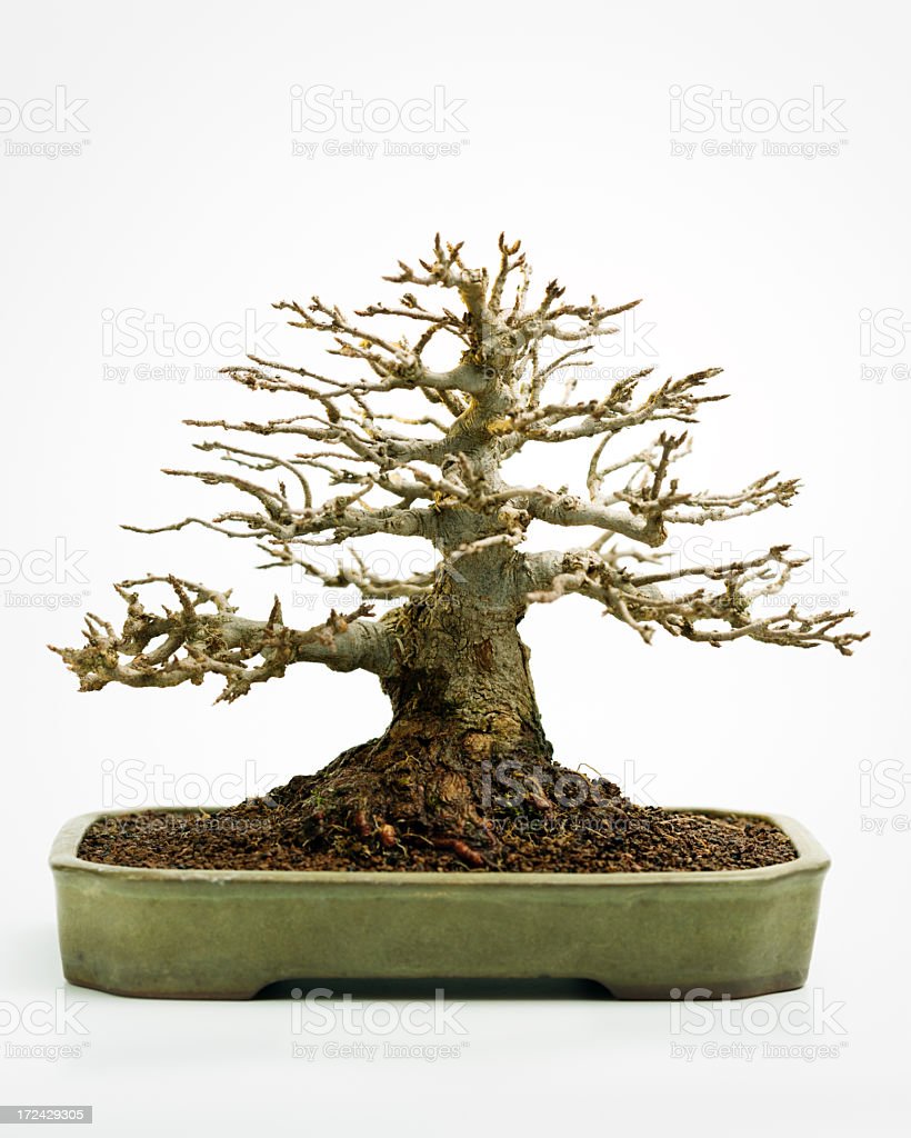 Detail Bonsai Maple Jepang Nomer 6