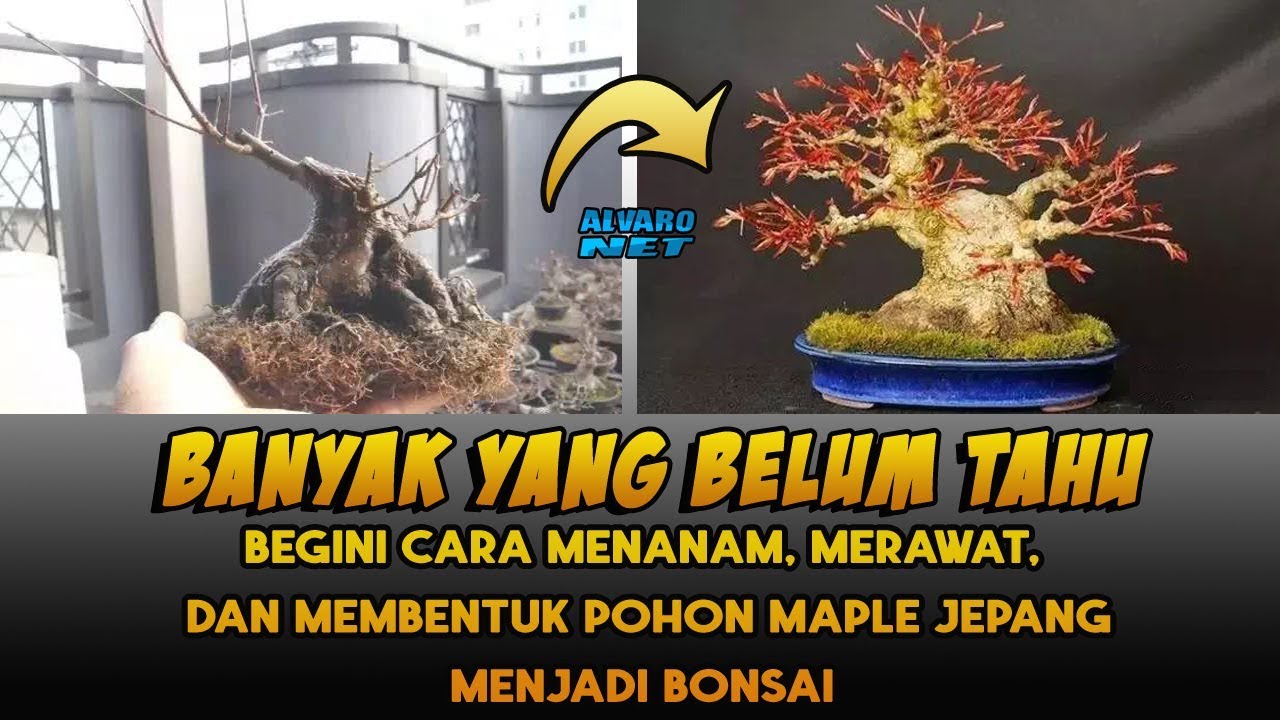 Detail Bonsai Maple Jepang Nomer 8