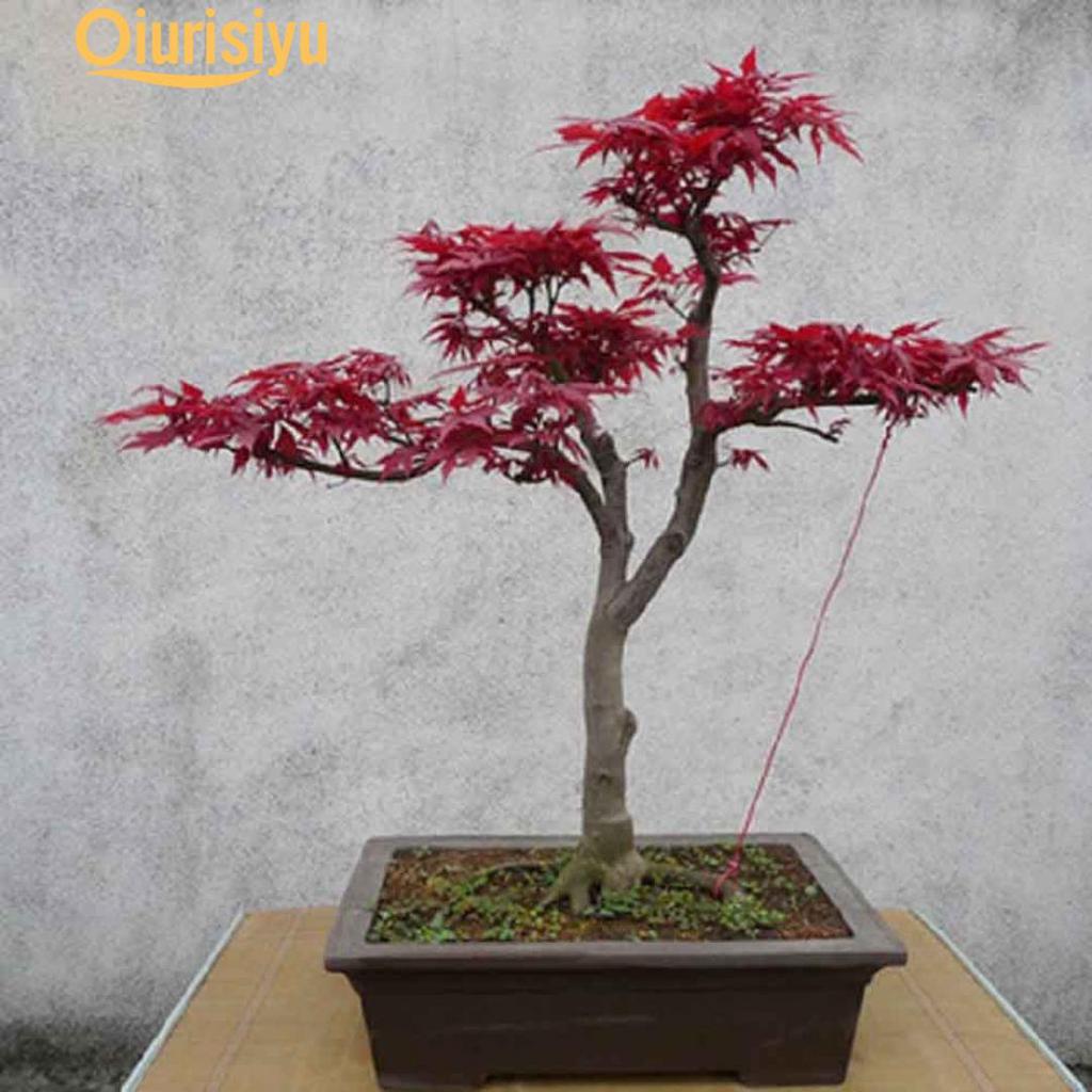 Detail Bonsai Maple Jepang Nomer 9