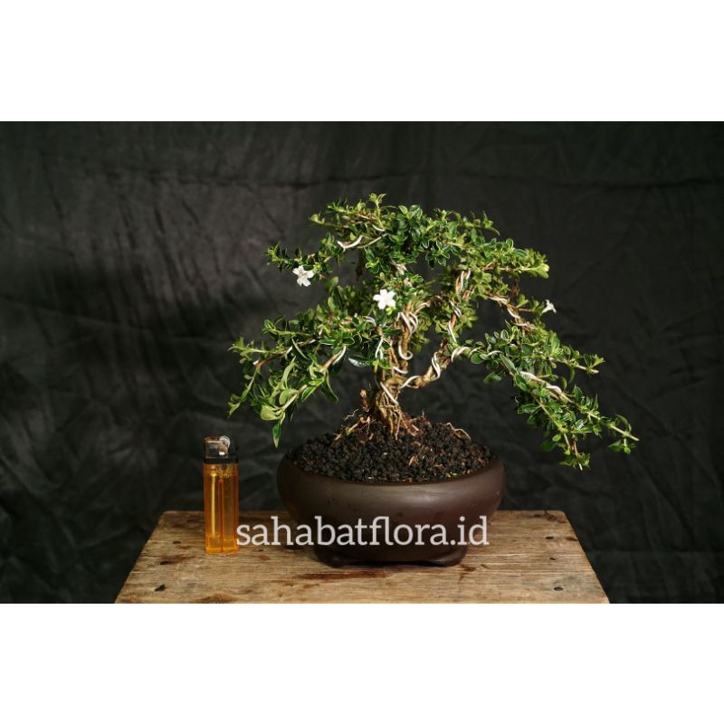 Detail Bonsai Melati Jawa Nomer 6