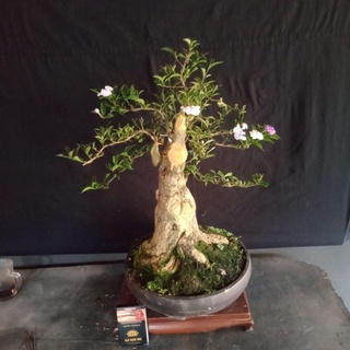 Detail Bonsai Melati Jawa Nomer 52