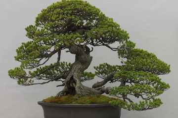 Bonsai Mini Yang Cantik - KibrisPDR