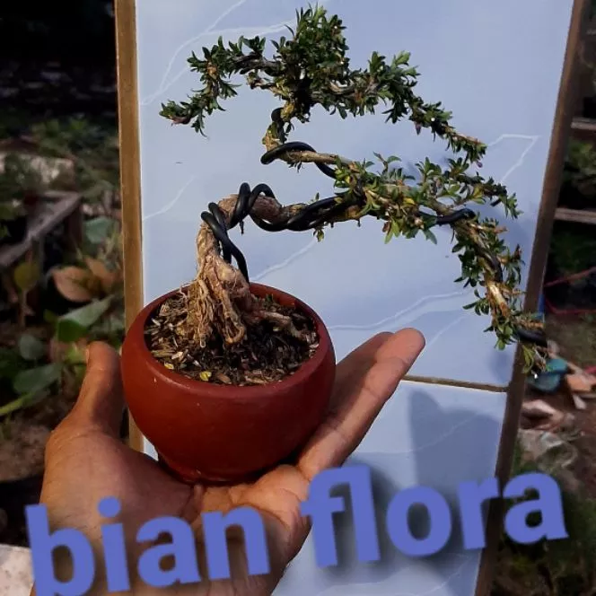 Detail Bonsai Mini Yang Cantik Nomer 18