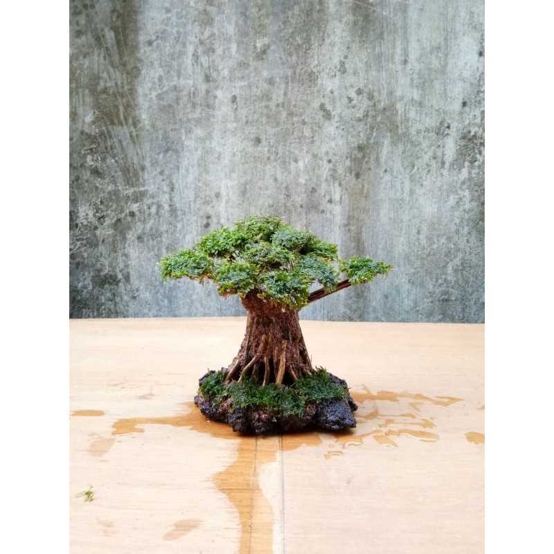 Detail Bonsai Mini Yang Cantik Nomer 26