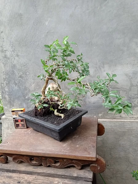 Detail Bonsai Mini Yang Cantik Nomer 42