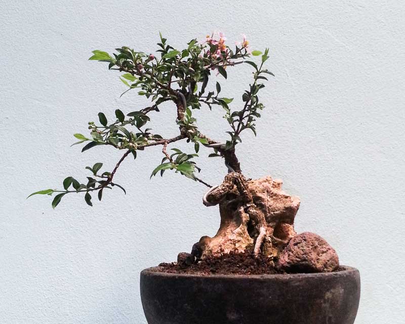 Detail Bonsai Mini Yang Cantik Nomer 6