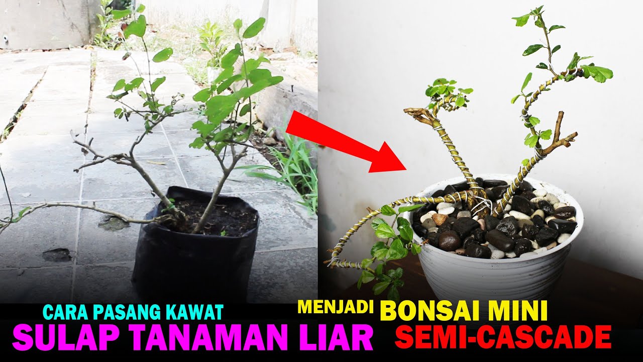 Detail Bonsai Mini Yang Cantik Nomer 47