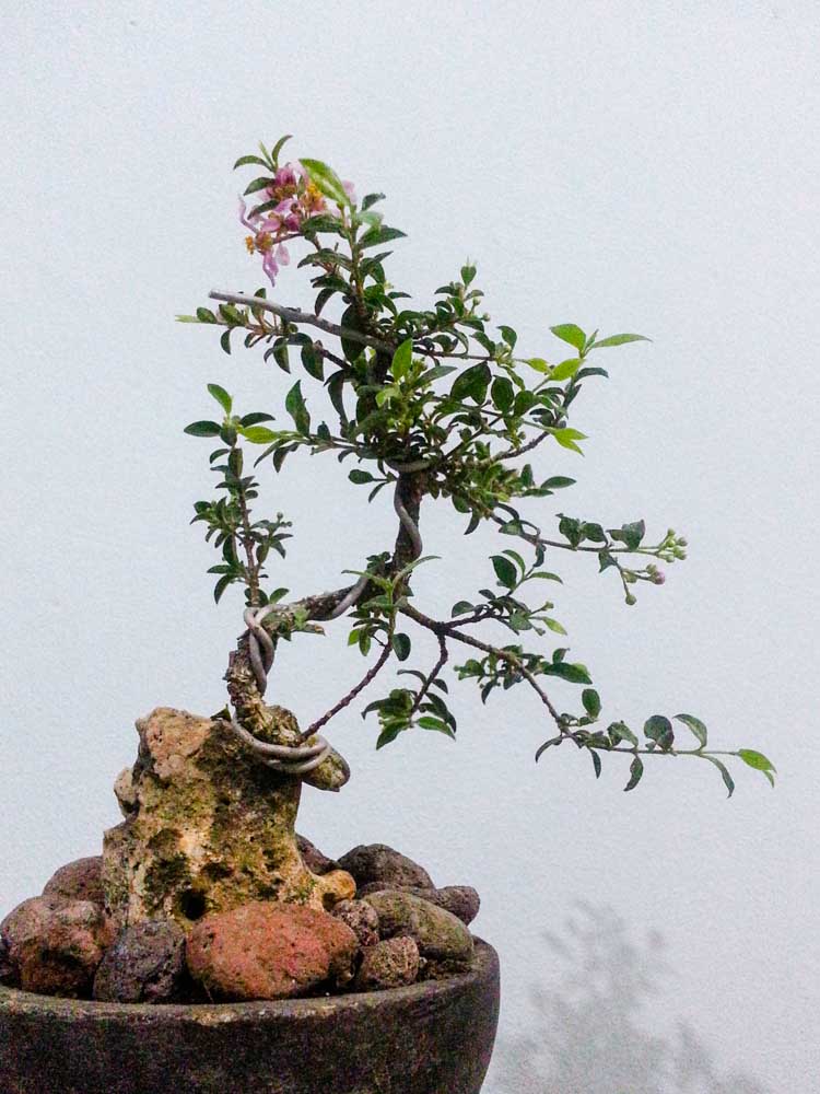 Detail Bonsai Mini Yang Cantik Nomer 50