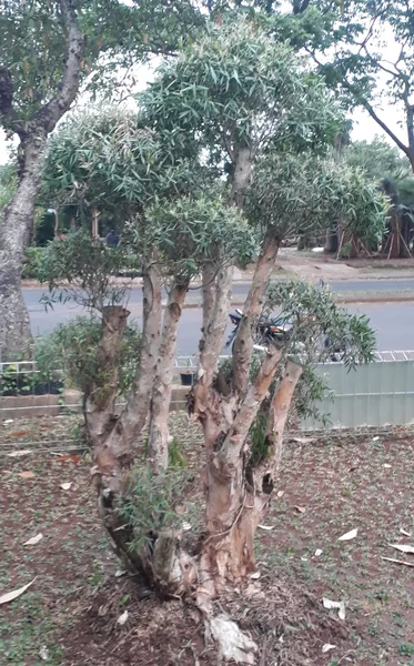 Detail Bonsai Minyak Kayu Putih Nomer 15