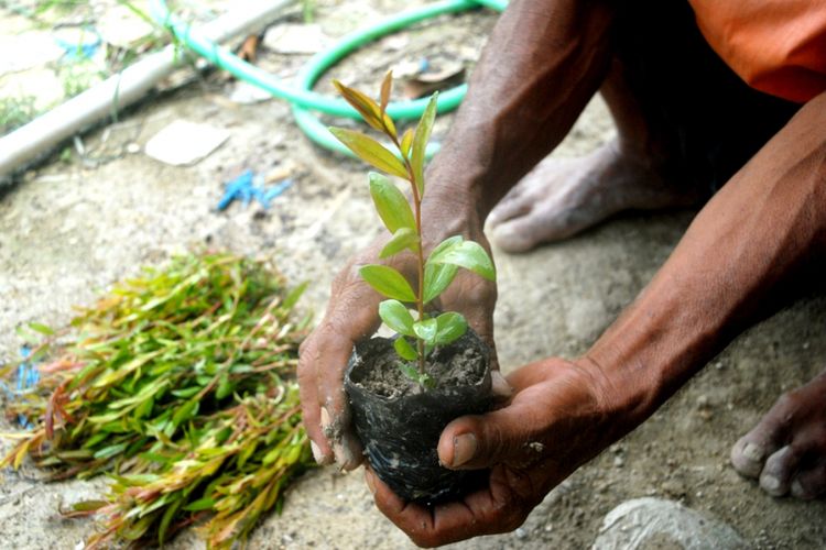 Detail Bonsai Minyak Kayu Putih Nomer 26