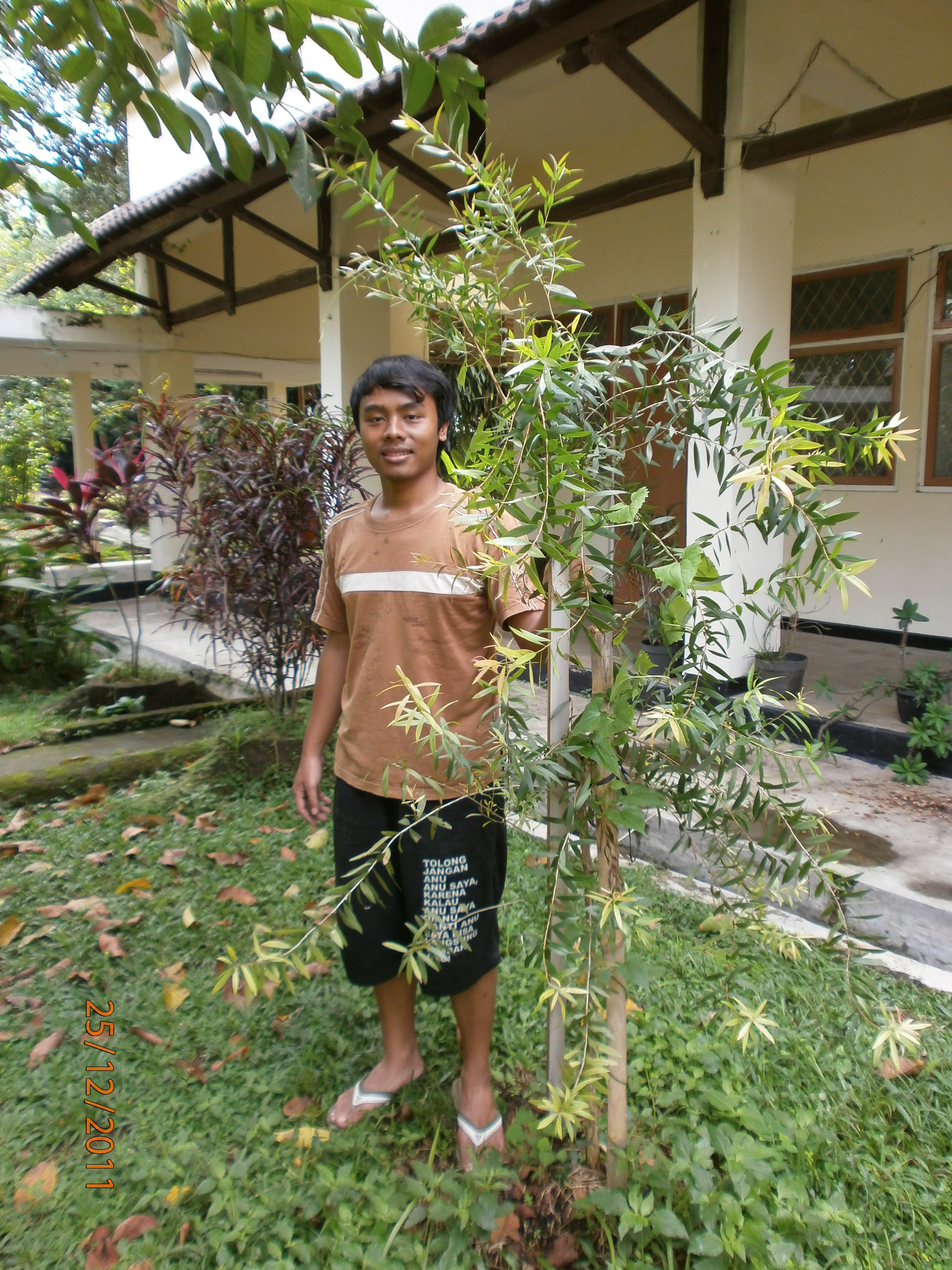 Detail Bonsai Minyak Kayu Putih Nomer 28