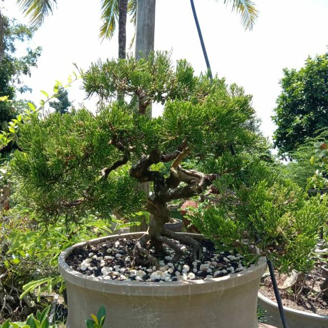 Detail Bonsai Minyak Kayu Putih Nomer 29