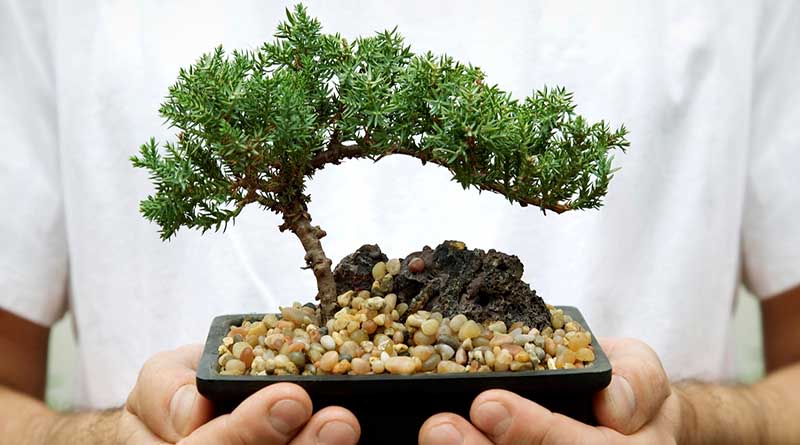 Detail Bonsai Minyak Kayu Putih Nomer 30