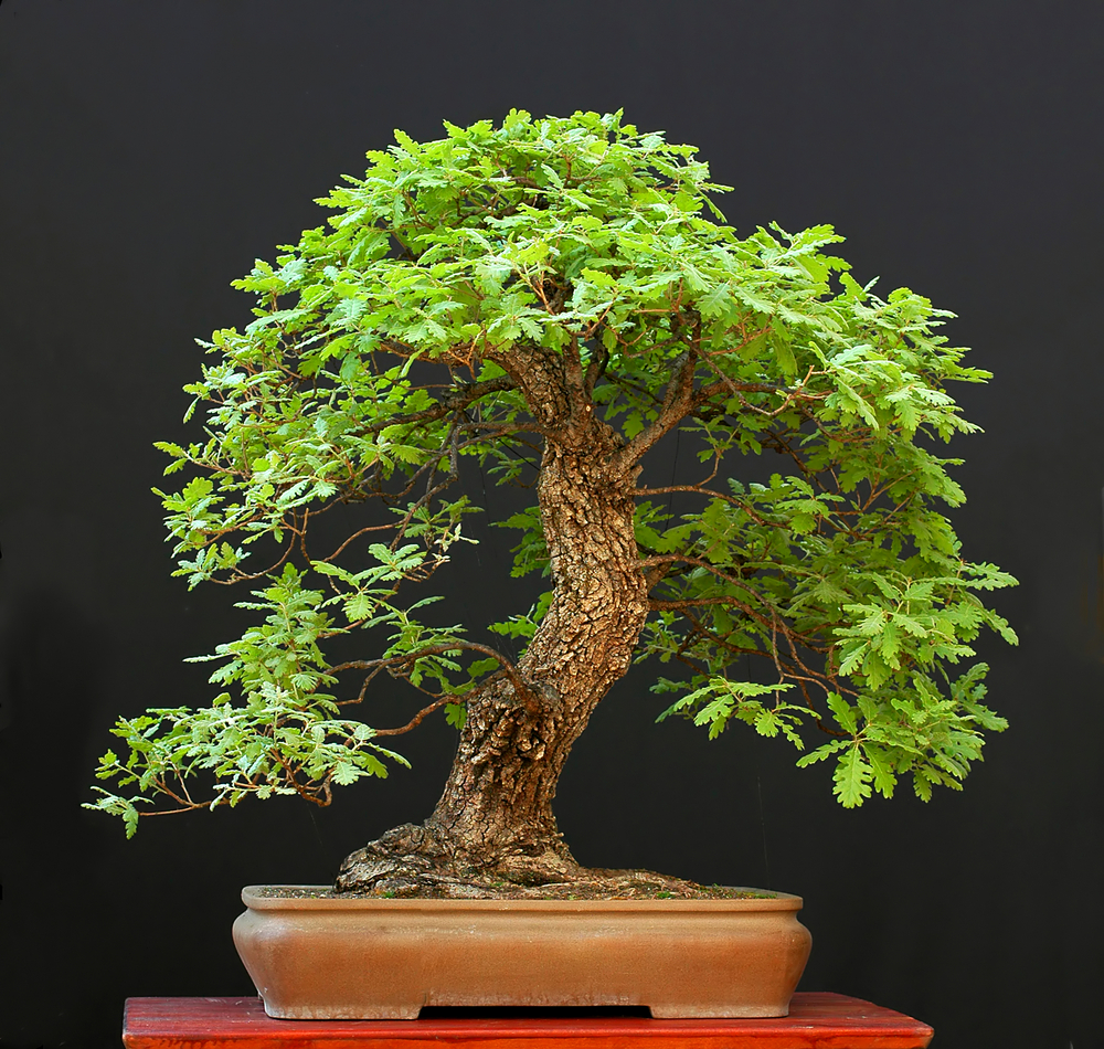 Detail Bonsai Minyak Kayu Putih Nomer 35