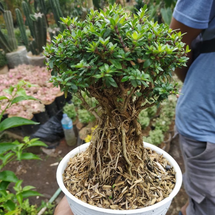 Detail Bonsai Minyak Kayu Putih Nomer 36