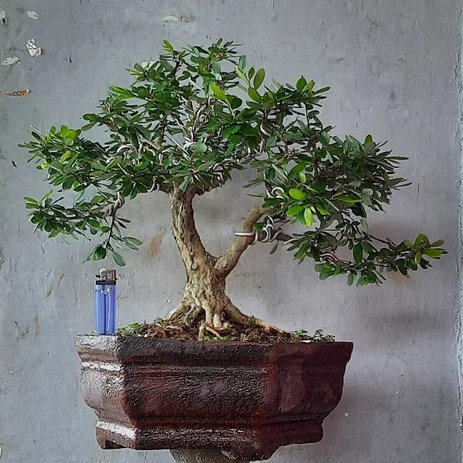 Detail Bonsai Minyak Kayu Putih Nomer 37