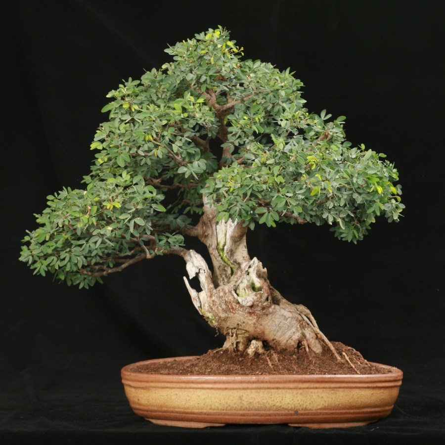 Detail Bonsai Minyak Kayu Putih Nomer 40