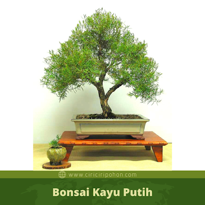 Detail Bonsai Minyak Kayu Putih Nomer 45