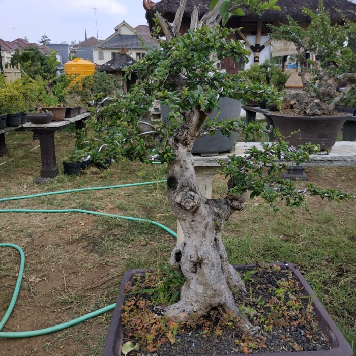 Detail Bonsai Minyak Kayu Putih Nomer 48