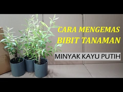 Detail Bonsai Minyak Kayu Putih Nomer 52