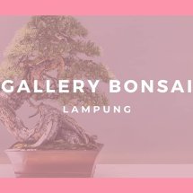 Detail Bonsai Minyak Kayu Putih Nomer 54