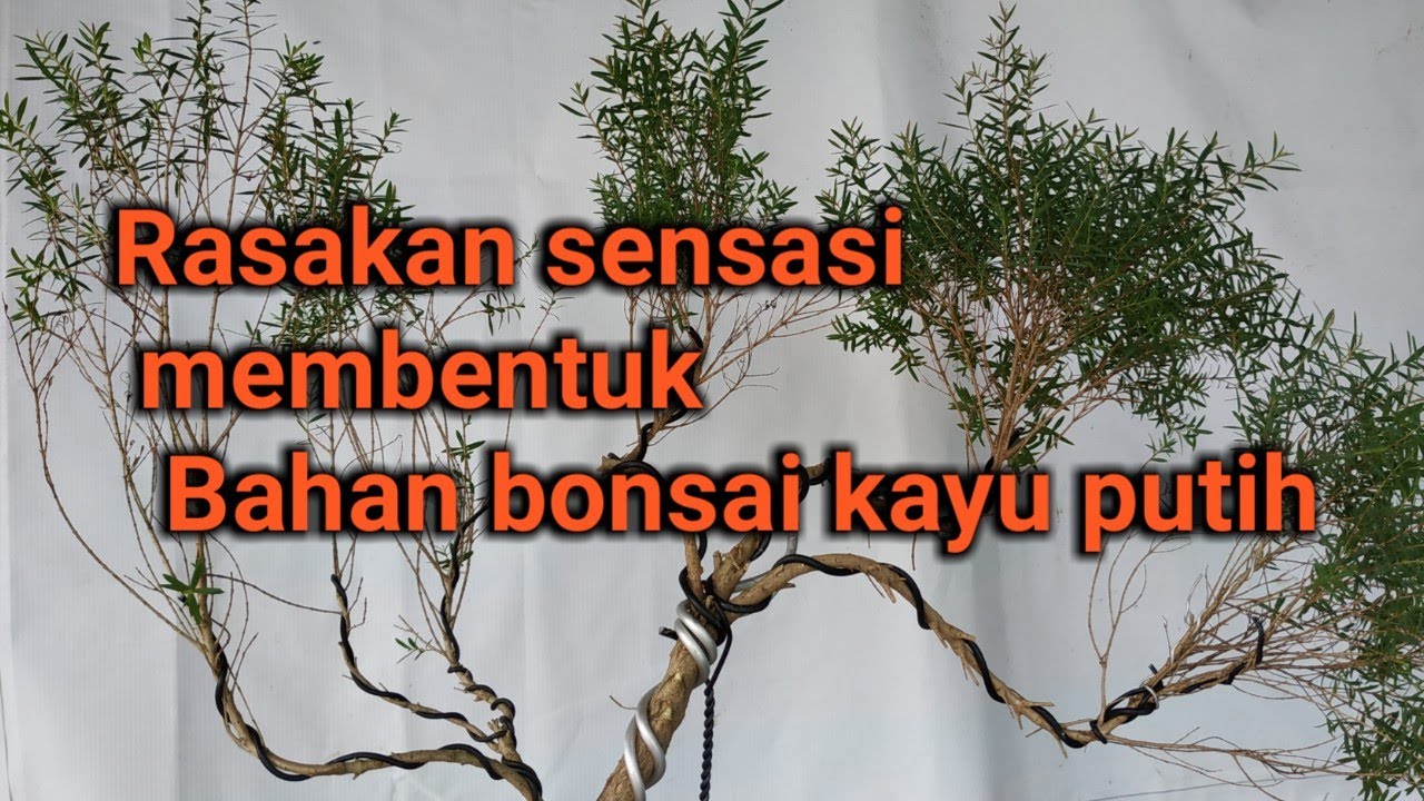 Detail Bonsai Minyak Kayu Putih Nomer 8