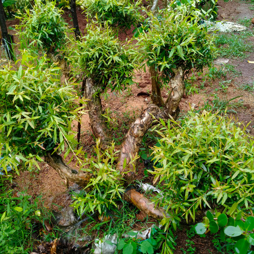 Detail Bonsai Minyak Kayu Putih Nomer 9