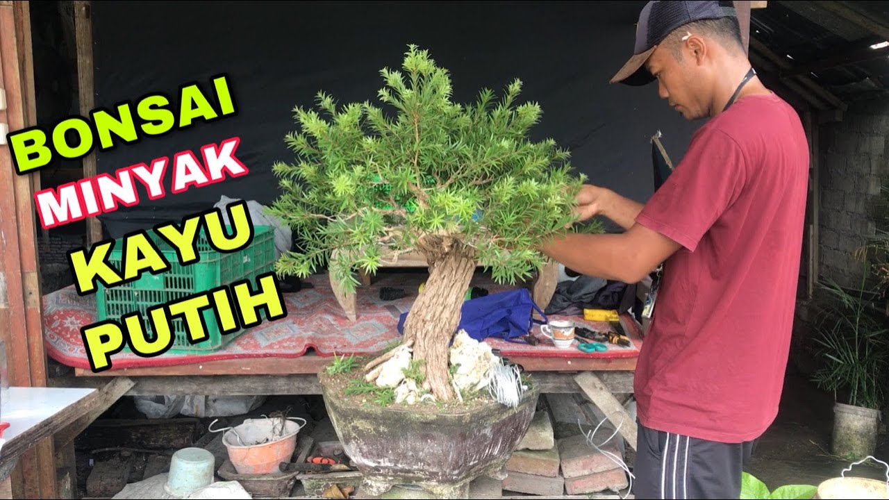 Detail Bonsai Minyak Kayu Putih Nomer 10