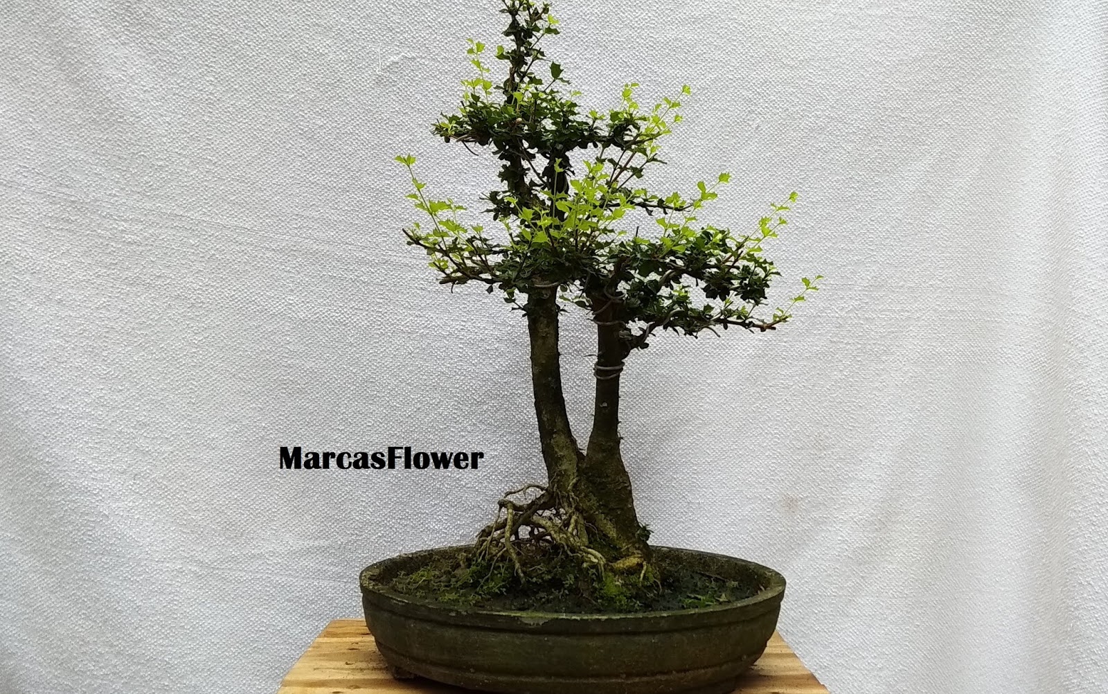 Detail Bonsai Mirten Juara Nomer 9