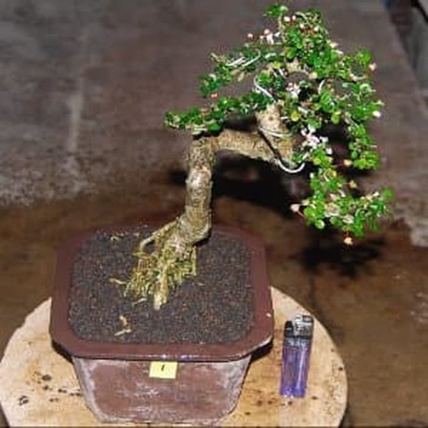 Detail Bonsai Mirten Juara Nomer 15