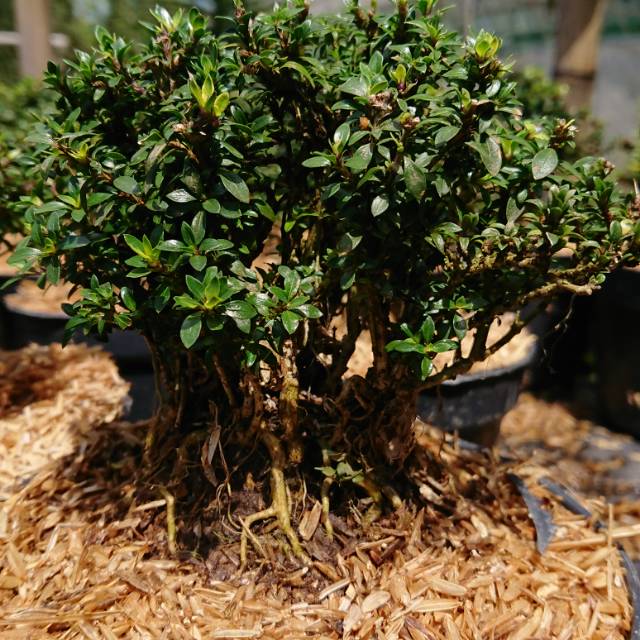 Detail Bonsai Mirten Juara Nomer 16