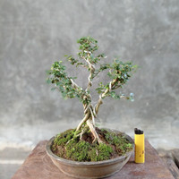 Detail Bonsai Mirten Juara Nomer 18