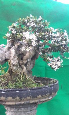 Detail Bonsai Mirten Juara Nomer 20