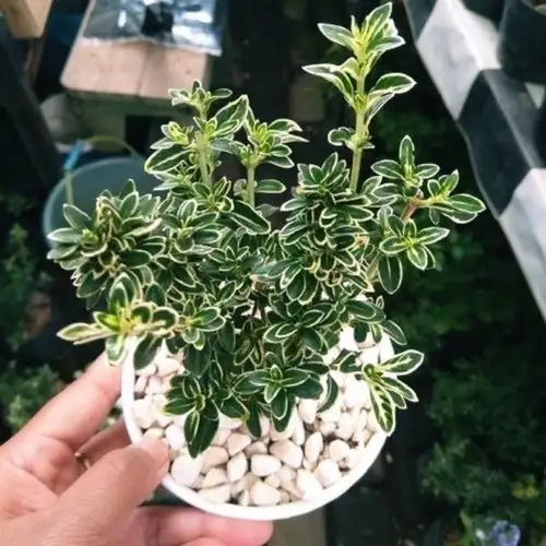 Detail Bonsai Mirten Juara Nomer 24