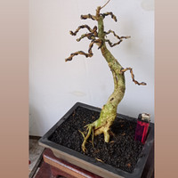 Detail Bonsai Mirten Juara Nomer 27