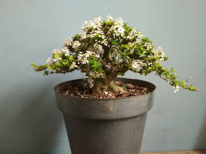 Detail Bonsai Mirten Juara Nomer 2