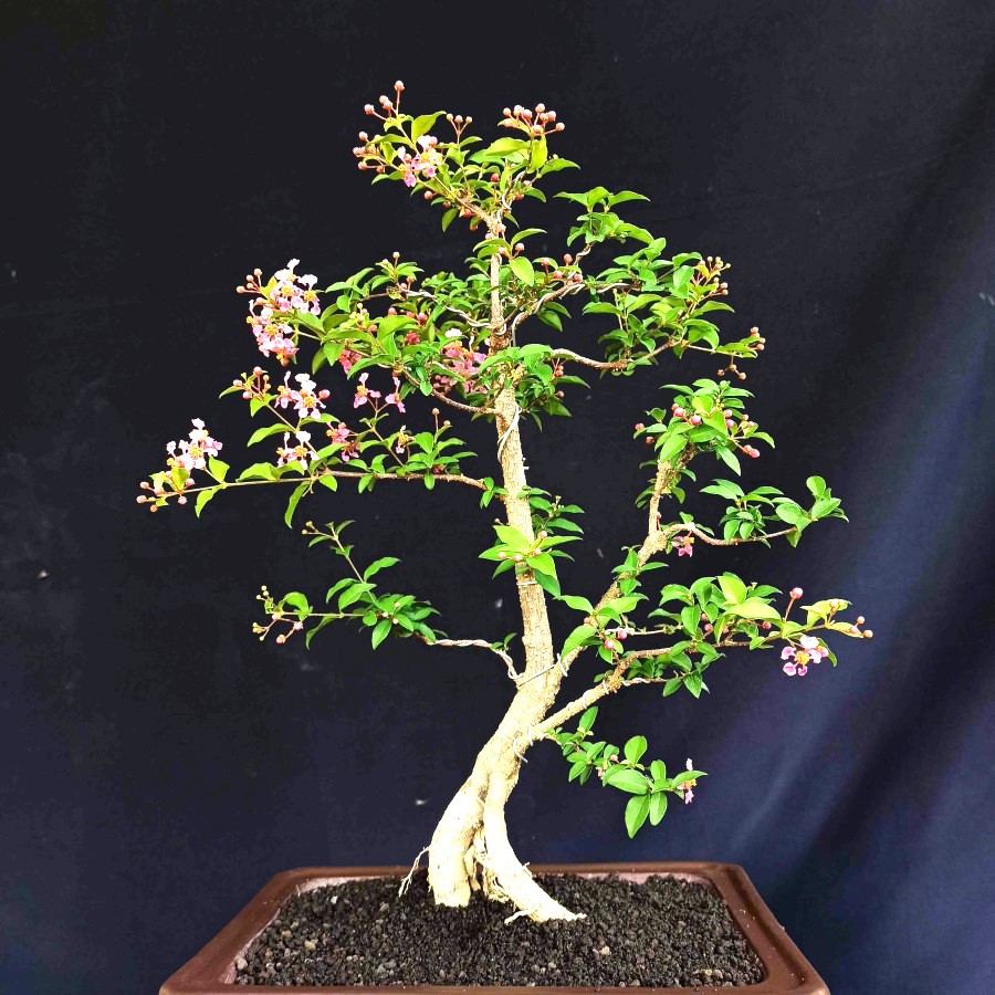 Detail Bonsai Mirten Juara Nomer 28