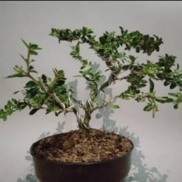 Detail Bonsai Mirten Juara Nomer 32