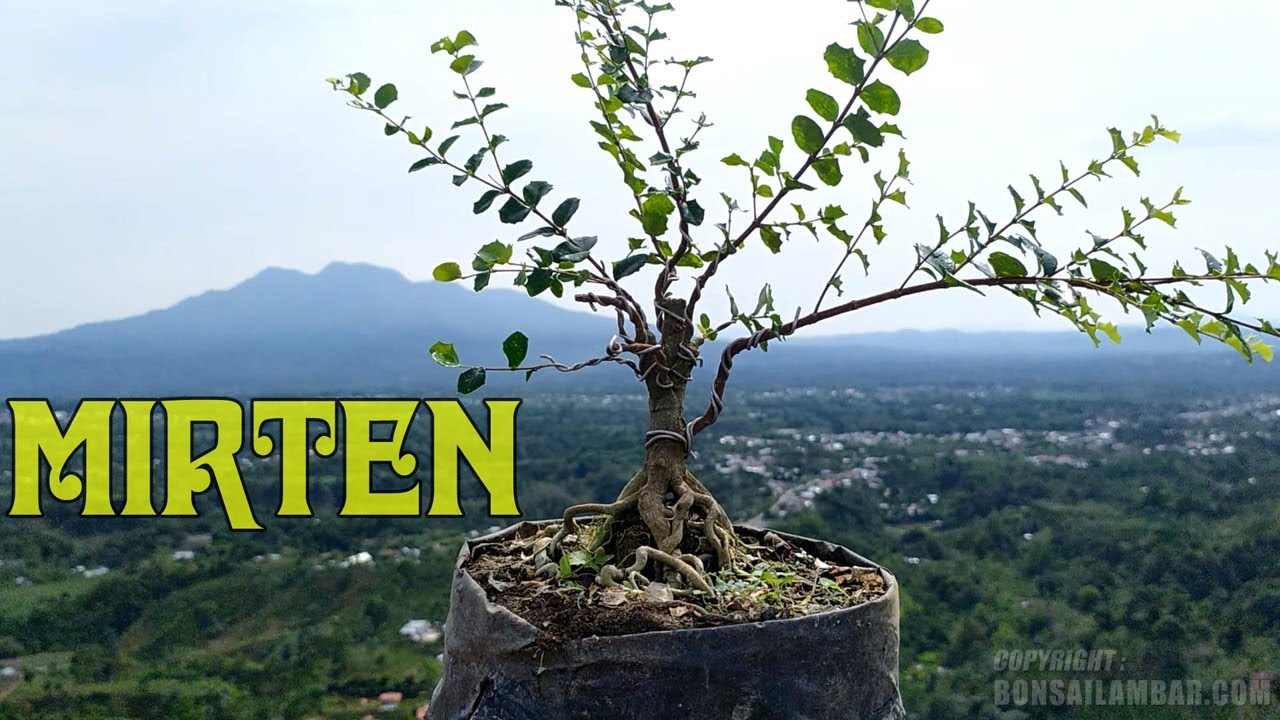 Detail Bonsai Mirten Juara Nomer 33