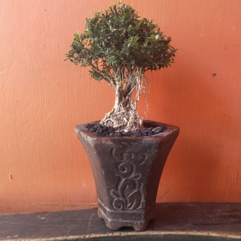 Detail Bonsai Mirten Juara Nomer 35