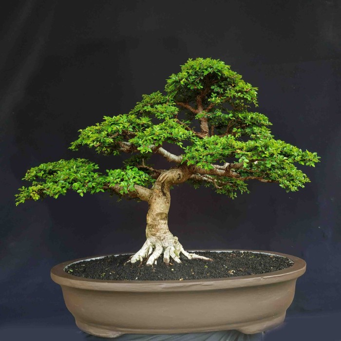 Detail Bonsai Mirten Juara Nomer 36