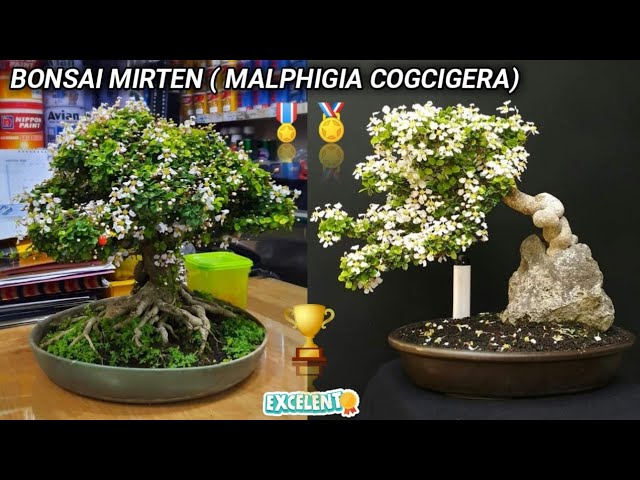 Detail Bonsai Mirten Juara Nomer 3