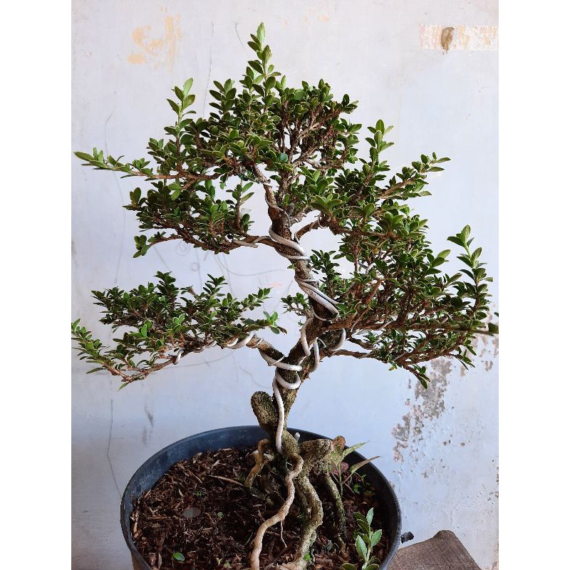 Detail Bonsai Mirten Juara Nomer 37