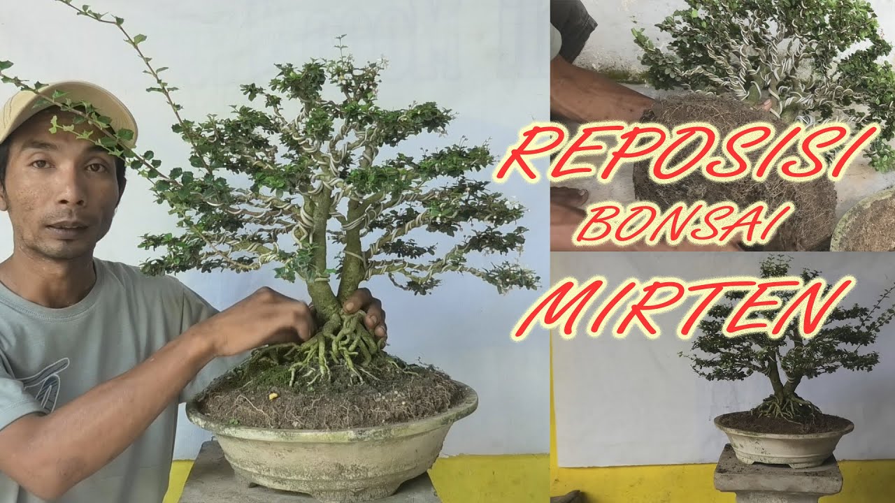 Detail Bonsai Mirten Juara Nomer 39