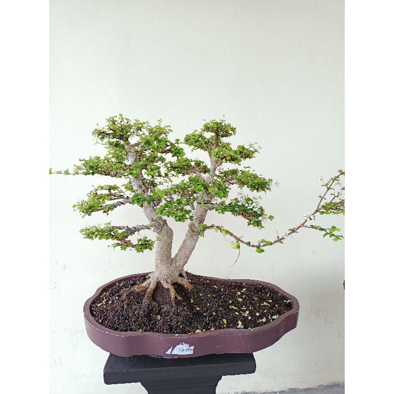 Detail Bonsai Mirten Juara Nomer 40