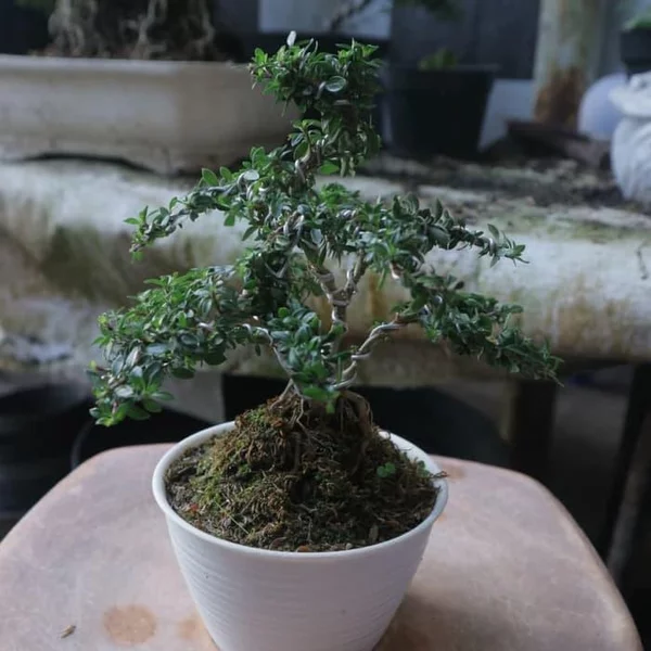 Detail Bonsai Mirten Juara Nomer 42