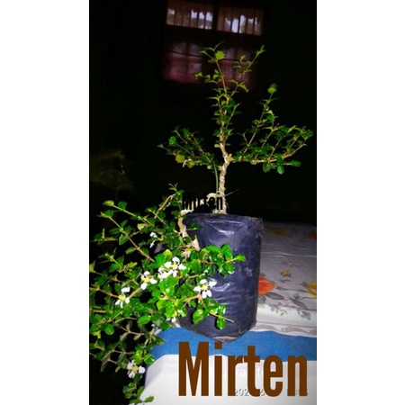 Detail Bonsai Mirten Juara Nomer 44