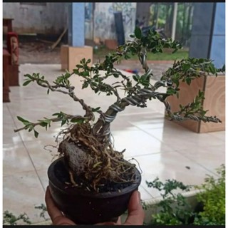 Detail Bonsai Mirten Juara Nomer 46